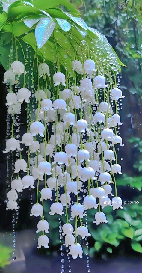 Drooping Flowers, Pretty Flowers Pictures, Gubahan Bunga, Strange Flowers, Corak Bunga, Lily Of The Valley Flowers, Valley Flowers, Nothing But Flowers, Garden Art Sculptures Diy