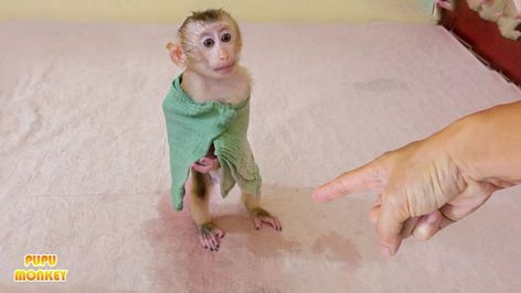 Take A Bath, Baby Monkey, Take A, Take That, Bath, The World, Music