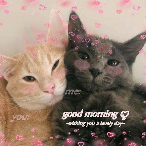 Good Morning Cat Memes Love, Good Morning Cute Cat Images, Good Morning Cats So Cute, Good Morning Wholesome, Goodmorning Cute Images Aesthetic, Good Morning Cat Images, Cat Messages, Cat Good Morning, Good Morning Cats