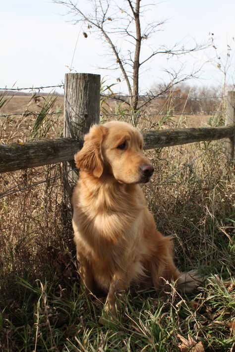 Cute Farm Dogs, Farm Golden Retriever, Two Golden Retrievers Aesthetic, Dog Photography Golden Retrievers, Country Golden Retriever, Golden Retriever Farm Dog, Golden Retriever On Farm, Light Colored Golden Retriever, Golden Retriever Training