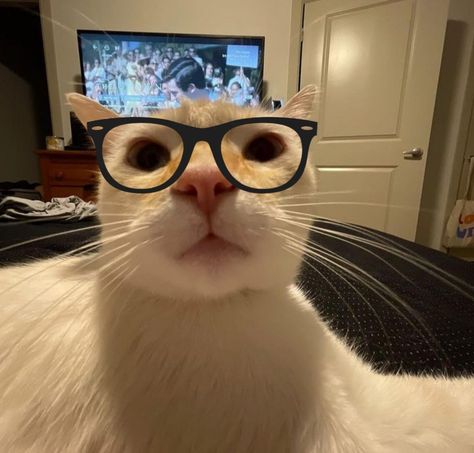 Silly Cats Pictures Pfp, Cute Silly Cats, Nerd Cat Pfp, Tucking Hair Behind Ear Reaction Pic, Cat With Glasses Aesthetic, Silly Cat Photos, Gatos Random Icons, Ig Icons Profile, Cats Profile Picture