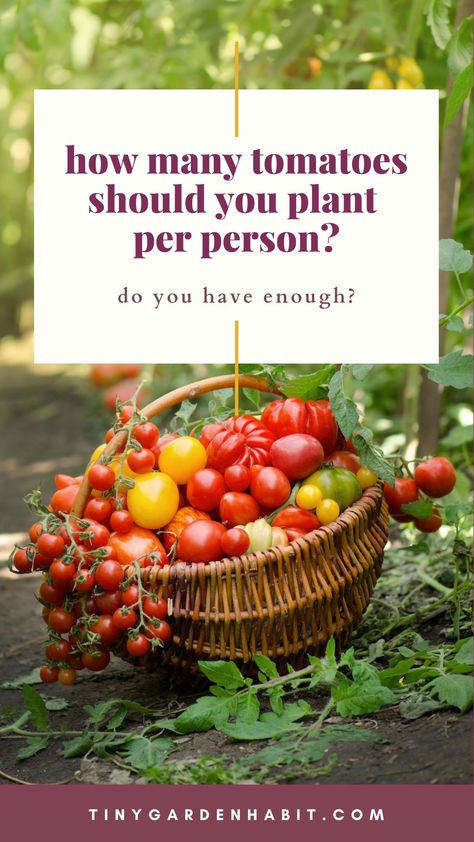 Are you wondering how many tomato plants to grow in your garden this year? You're not alone! It can be challenging to determine the right number of plants to grow to satisfy your family's needs without overwhelming them with excess produce. In this article, we'll share the secret formula to help you calculate the perfect number of tomato plants per person in your household. Plants Per Person, Tomato Benefits, Tomato Growers, Harvest Storage, How To Thicken Soup, Leafy Salad, Grow Tomatoes, Summer Vegetables, Summer Veggies