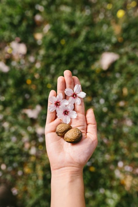 Almond Flower Tattoo, Fungi Reference, Almond Aesthetic, Almond Tree Blossom, Illuminated Bible, Brow Chakra, Almond Flower, Flower Woman, Woman Hands