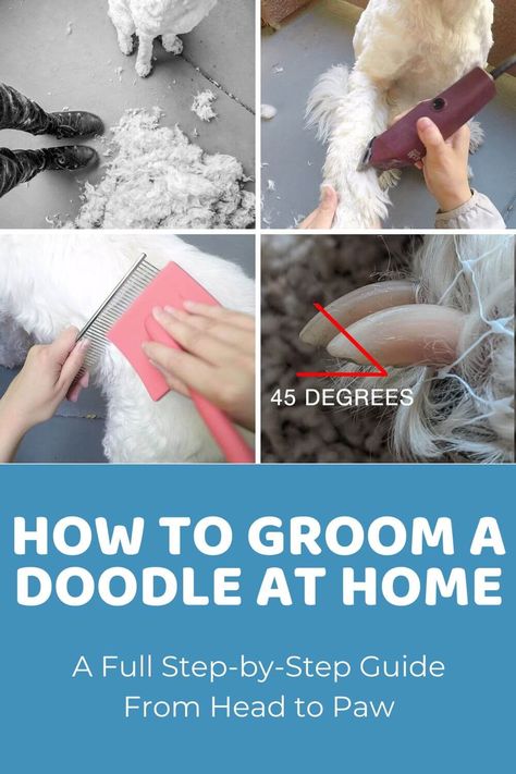 Doodle Sanitary Trim, Groom Dog At Home Diy, Dog Grooming Tutorials, Goldendoodle Tail Grooming, Grooming Goldendoodle At Home, Grooming Doodles At Home, Diy Doodle Grooming, Eyes Doodle, Dog Grooming At Home