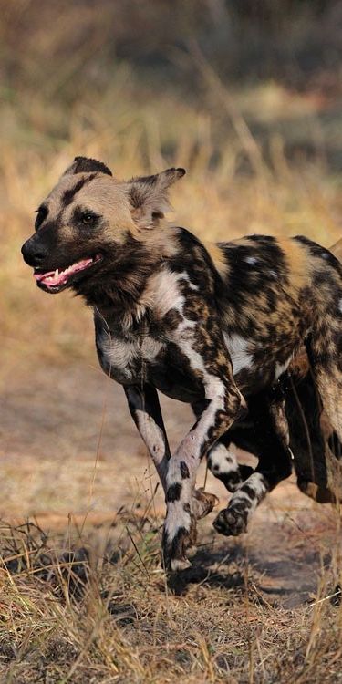 African Wild Dog Photography, Painted Dogs African, Painted Wild Dog, African Painted Dog, Wild Dog, South Africa Animals, Spotted Dog, Africa Animals, African Wild Dog