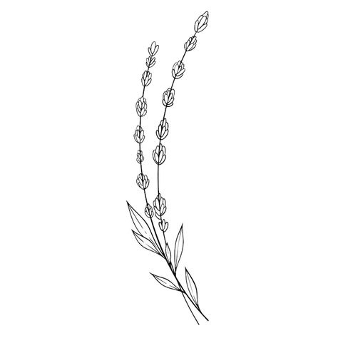 Wildflower line art design grass line art flowers line art Grass Line Art, Wild Flower Line Drawing, Wildflowers Line Art, Wildflower Line Art, Wildflower Bouquet Line Art, Foxglove Line Drawing, Flowers Line Art, Line Art Flowers, Line Art Design