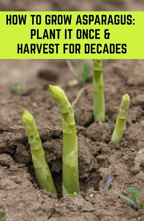 Asparagus Growing, Grow Asparagus, Growing Asparagus, Asparagus Plant, Vegetable Garden Diy, Backyard Vegetable Gardens, Gardening Vegetables, Plants Growing, Garden Veggies