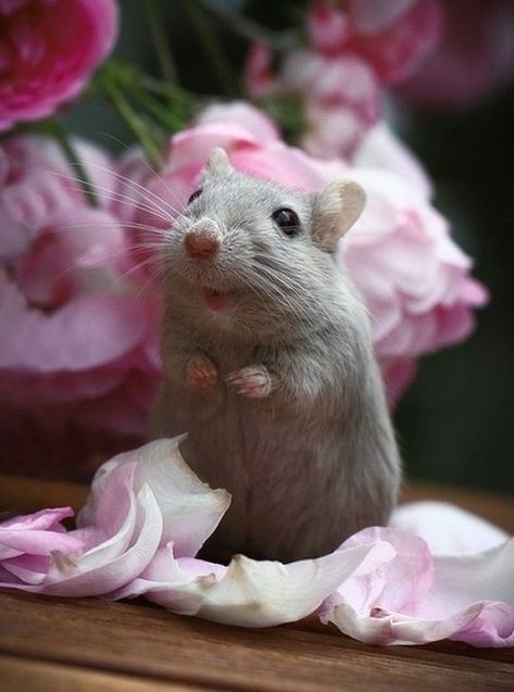 Gerbil, Little Critter, Cute Mouse, Cute Animal Pictures, Hamsters, Cute Creatures, Sweet Animals, Animal Photo, 귀여운 동물