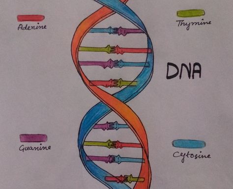 🧬 
DNA molecule structure
Structure of dna 
Diagram of dna
Colorful diagram
Education
Science
Physiology
Study science
Premedical
Study
Exams assignment Dna Diagram, Dna Double Helix Model, Genetic Code, Disney Canvas Art, Disney Canvas, Double Helix, Model Drawing, Genetic, Helix