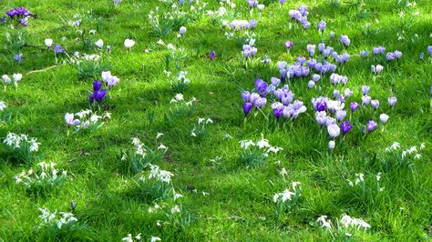 Naturalized bulbs in lawns look nice but what about mowing them? Here are some things to consider before mowing bulbs in the lawn. Click this article to get additional information. Crocus Lawn, Yard Trees, Ground Cover Seeds, Crocus Bulbs, Trendy Plants, Crocus Flower, Garden Bulbs, Spring Bulbs, Garden Care