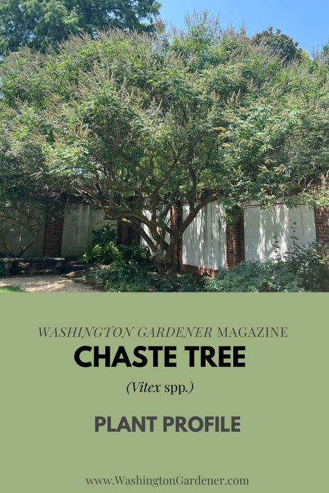 Chaste Tree Benefits, Vitex Chaste Tree, Abrovitea Tree, Taxus Canadensis, Vitex Tree, Vitex Agnus Castus, Agnus Castus, Chaste Tree, Pollinator Plants