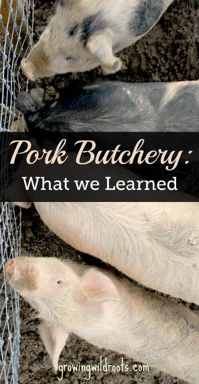 Things we learned in pork butchery. Processing pork at home has given us a sustainable and flavourful source of local meat. Butchering A Pig At Home, Homesteading Hacks, Cow Food, New Cuts, Raising Quail, Raising Farm Animals, Backyard Farm, Hog Hunting, Wild Pig