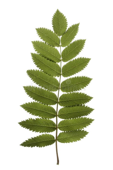 Rowan leaf. Rowan tree leaf isolated on white , #SPONSORED, #leaf, #Rowan, #tree, #white, #isolated #ad Rowan Tree Illustration, Rowan Leaf Tattoo, Asher Tattoo, Rowan Tree Tattoo, Rowan Tattoo, Rowan Leaf, Png Flowers, Tattoos To Cover Scars, Branch Tattoo