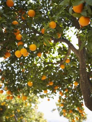 No matter what type of citrus grows in your backyard, from ruby red grapefruit and Lisbon lemons to lane late oranges and Satsuma mandarins, it requires nitrogen-rich fertilizer. Rather than purchase ... Fruit Trees Backyard, Grapefruit Tree, Tattoo Plant, Orange Trees, Avocado Tree, Citrus Sinensis, Types Of Fruit, Citrus Trees, 수채화 그림