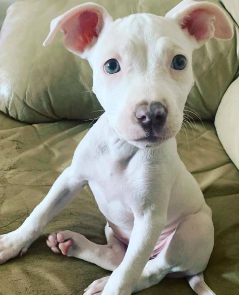 The Truth About the White Pitbull: An In-Depth Guide Albino Pitbull, All White Pitbull, White Pitbull Puppies, Pitbull Colors, Albino Dog, White Pitbull, Nanny Dog, American Dog, Fluffy Puppies