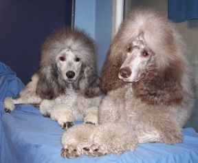 Silver (left) Silver beige (right) Silver Standard Poodle, Gray Standard Poodle, Douglas Dog, Poodle Colors, Silver Beige Standard Poodle, Silver Beige Poodle, Standard Poodle Show Dog, Phantom Poodle Standard, Parti Poodle