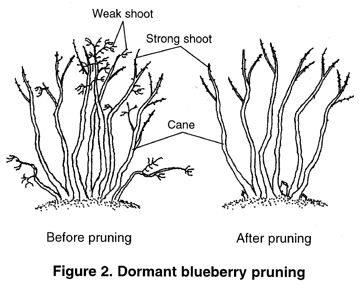 Bulletin #2253, Growing Highbush Blueberries Blueberry Bush Care, Plant 101, Blueberry Gardening, Blueberry Bush, Highbush Blueberry, Pruning Fruit Trees, Growing Blueberries, Blueberry Plant, Berry Bushes