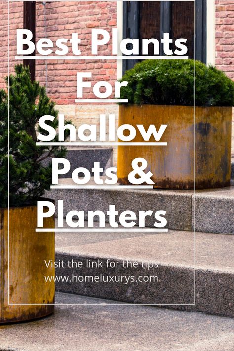 Shallow pots and planters are very popular these days as they suit apartment balconies and small patios. Are you looking for the best plants for shallow pots and planters let us help you. Shallow Bowl Planter Ideas, Plants For Shallow Containers, Shallow Planter Ideas Indoor, Shallow Planter Ideas Outdoor, Shallow Potted Plants, Shallow Planter Ideas, Plants For Shallow Pots, Shallow Pot Plants, Indoor Fruit Plants