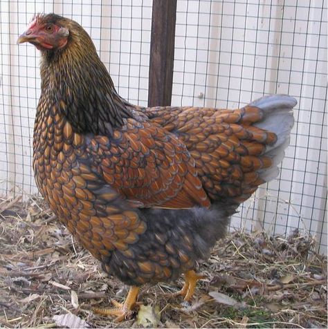 Blue Laced Wyandotte, Wyandotte Hen, Blue Laced Red Wyandotte Hens, Blue Lace Red Wyandotte, Blue Laced Gold Wyandotte Chicken, Gold Laced Wyandotte Chickens, Silver Laced Wyandotte Chickens Eggs, Wyandotte Chicken, Types Of Chickens