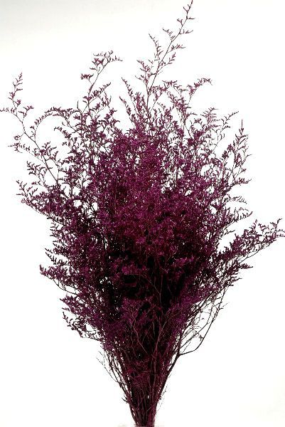 Preserved Dyed Caspia 8 oz.Merlot Plum Cottage, Centerpiece Filler, Mode Monochrome, Coral Pantone, Bouquet Succulent, Burgundy Aesthetic, Blue Photography, Bridesmaid Bouquets, Shades Of Burgundy