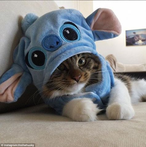 Image Chat, Söt Katt, Kitten Rescue, Cute Stitch, Little Kittens, Cute Animal Photos, Cute Kittens, Stitch Disney