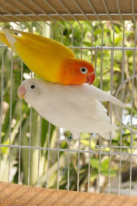 Love Birds Pet, African Lovebirds, Bird Breeds, Animals Painting, Bird Aviary, Funny Parrots, Most Beautiful Birds, Parrot Bird, Pet Bird