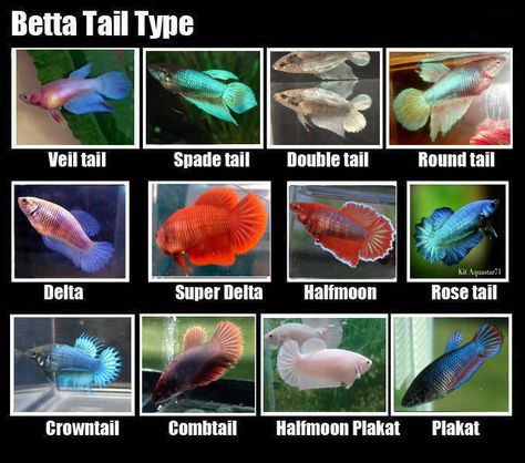 Female Betta Tail Types Betta Fish Breeds, Female Beta Fish Sorority, Female Betta Tank, Beta Fish Types, Female Betta Fish Sorority, Female Beta Fish, Betta Sorority Tanks, Betta Sorority, Tail Types