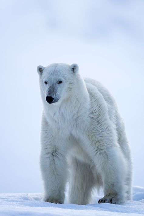 Young polar bear in the snow in Norway Asiatic Black Bear, Polar Bear On Ice, Bear Aesthetic, Bear Species, Bear Photography, American Black Bear, Snow Bear, Sloth Bear, Beautiful Snow