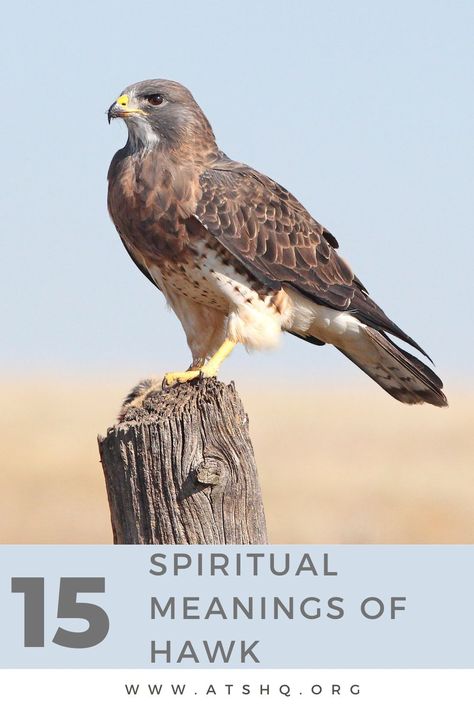 Hawk Symbolism: 15 Spiritual Meanings Of Hawk Hawk Meaning, Hawk Symbolism, Native American Animal Symbols, Hawk Spirit Animal, Types Of Hawks, Hawk Species, Native American Animals, Northern Goshawk, Spirit Animal Meaning