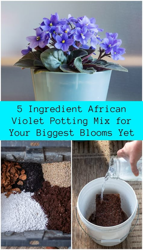 5 Ingredient African Violet Potting Mix for Your Biggest Blooms Yet African Violet Display Ideas, Growing African Violets Indoors, Trailing African Violets, African Violet Display, African Violets Propagation, African Violet Care, Orchid Potting Mix, African Violet Pots, Gardening Indoors