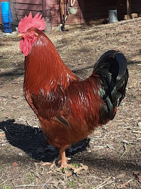 He is a gorgeous specimen who is literally the cock of the roost. Rhode Island Red, in charge of the backyard chicken run. Rhode Island Red Rooster, Tattoos Pets, Australorp Chicken, Aesthetic Chicken, Beautiful Rooster, Pet Tattoo Ideas, Pet Drawings, Pet Anime, Chicken Pictures