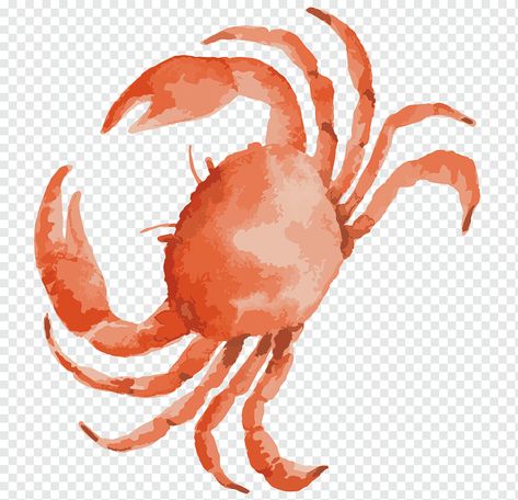 Sea Crab Drawing, Seafood Drawing, Crab Clipart, Crab Watercolor, Sea Creatures Drawing, Crab Illustration, Crab Art, Gcse Art Sketchbook, Sea Crab