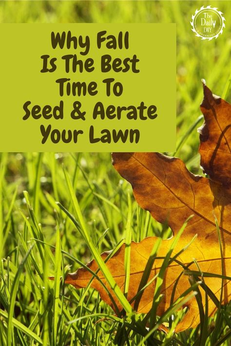 Seed and Aerate Your Lawn For Fall - The Daily DIY How To Reseed Your Lawn In Fall, Overseeding Lawn Fall, Winter Grass Seed, Overseeding Lawn, Rye Grass, Fall Lawn, Planting Grass, Seeding Lawn, Aerate Lawn