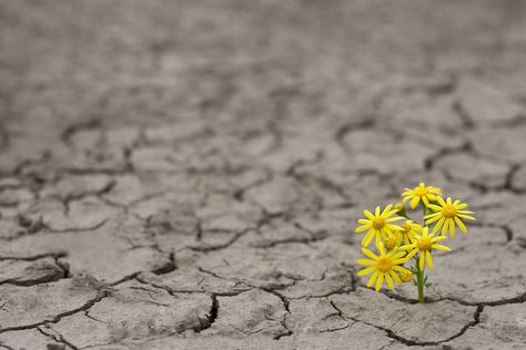 Cultivating Emotional Resistance in Your Child With Special Needs -   And after all the things we tried, all the therapies found or skills learned, it turns out emotional resilience is the juice that keeps everything going. Grow In Grace, Hope In God, When Things Go Wrong, Emotional Resilience, Nelson Mandela, Gods Promises, Daily Prayer, Interview Questions, What You Can Do