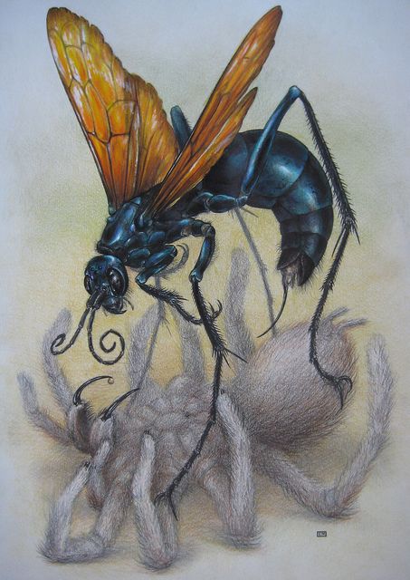 Tarantula Hawk Wasp by C.Nahaboo Tarantula Hawk Wasp Tattoo, Tarantula Hawk Tattoo, Wasp Drawing, Tarantula Hawk Wasp, Wasp Tattoo, Wasp Insect, Tarantula Hawk, Hawk Tattoo, Bug Collection