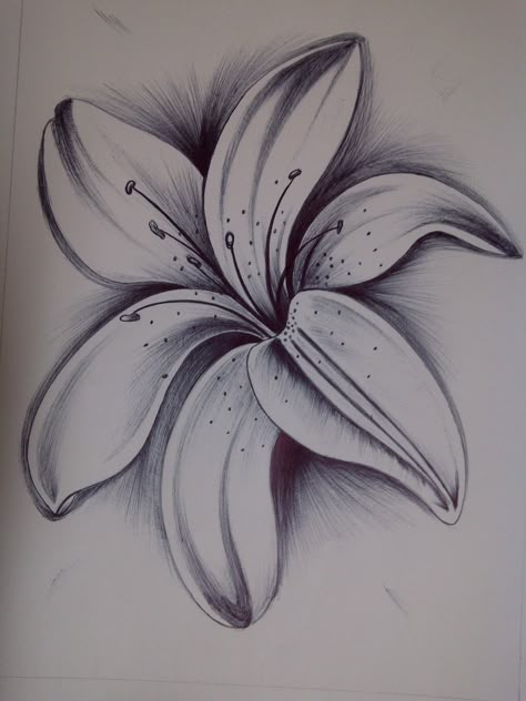 Lily Fiori Frangipani, Hur Man Ritar Blommor, Easy Pencil Drawings, Wolves, Lilies Drawing, Drawing Eyes, Easy Flower Drawings, Pencil Drawing, Pencil Drawings Of Flowers