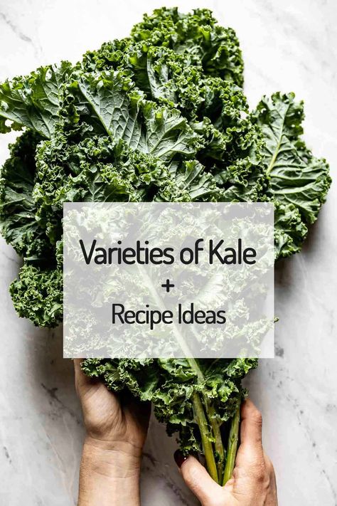 Different Types Of Kale, Red Kale Recipes, Purple Kale Recipes, How To Store Kale, Health Benefits Of Kale, Benefits Of Kale, Kale Avocado Salad, Types Of Kale, Red Russian Kale