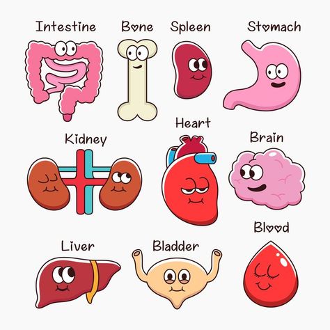 anatomical, anatomy, art, biological, biology, blood, body, bone, brain, care, cartoon, collection, color, design, digestive, education, element, health, healthy, heart, human, icon, icons, illustration, internal, intestine, isolated, kidney, liver, lung, lungs, male, man, medical, medicine, mouth, object, organ, organs, pancreas, physiology, science, set, sign, spleen, stomach, style, symbol, system, vector Organ Doodles, Organs Stickers, Anatomy Doodles, Human Internal Organs, Science Lab Decorations, Anatomy Design, Patches Design, Doctor Stickers, Sistem Pencernaan