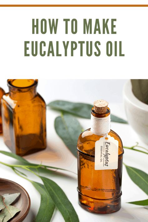 The healing properties of eucalyptus oil made it popular in the industry. #makeyourowneucalyptusoil #eucalyptusoil #diyessentialoil Peppermint Essential Oil Recipes, Homemade Essential Oils, Essential Oils For Kids, Homemade Oil, How To Make Oil, Essential Oils Herbs, Essential Oil Blends Recipes, Love Learning, Essential Oil Benefits