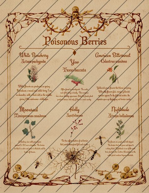 Witch Houses, Poisonous Berries, Herb Magick, Deadly Plants, Poison Garden, Book Of Shadows Pages, Poisonous Mushrooms, Grimoire Pages, Plant Notes