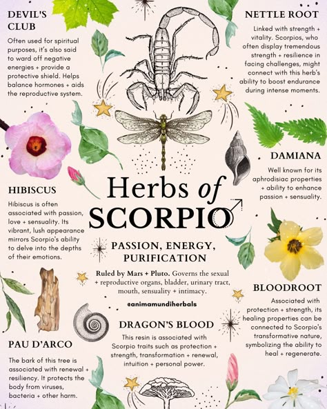 Herbs For Scorpio, Herbs Of Scorpio, Spiritual Herbs Witches, Scorpio Herbs And Flowers, Moon Herbs Witchcraft, Astro Herbalism, Moon Herbs, Chakra Herbs And Flowers, Herbal Education