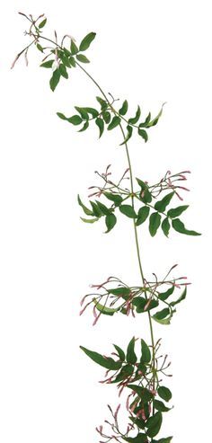 jasmine vine wholesale Jasmine Tattoo, Jasmine Vine, Japanese Art Modern, Backyard Plants, Vine Tattoos, Botanical Tattoo, Brown Wedding, Floral Image, Nature Plants