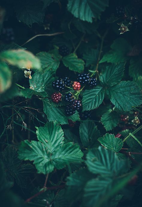 Blackberry Bush, Blackberry Picking, Nature Photography Tips, The Secret Garden, Trendy Flowers, Stardew Valley, Wild Berry, Dark Forest, Enchanted Forest