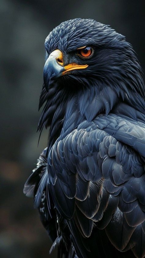 Black Hawk Eagle, Home Screen Wallpaper Hd, Eagle Artwork, Birds Photography Nature, Wild Animal Wallpaper, Regnul Animal, Eagle Images, Lion Photography, Eagle Wallpaper