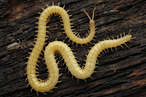 Stigmatogaster | Found this long yellow Burrowing centipede … | Flickr by Andre De Kesel Vietnamese Centipede, Centipede Reference, Centipedes, Centipede Aesthetic, Bug Tattoo, Cool Insects, Cool Bugs, Arthropods, Creepy Crawlies