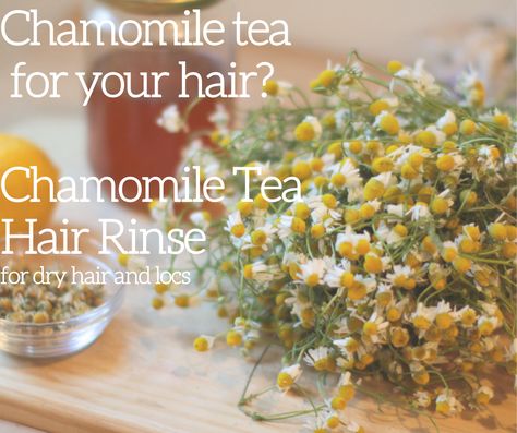 Chamomile Tea For Your Hair?🤔 Tea Hair Rinse, Hair Rinse, Chamomile Tea, Dry Hair, Locs, Blonde Hair, Hair Hair, Blonde, Tea