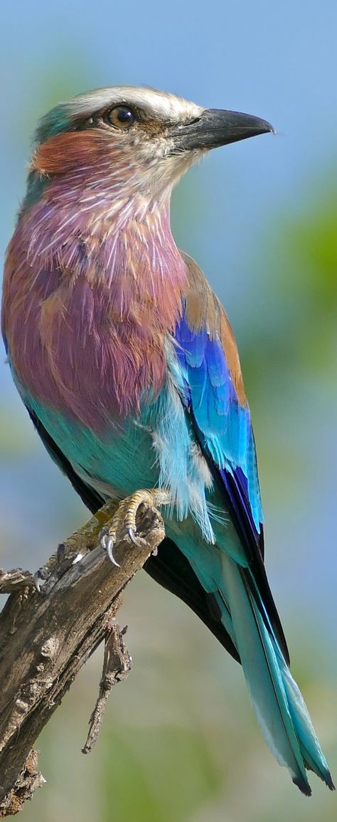 Lilac-breasted Roller (Coracias caudatus), Kruger NP, South Africa South African Birds, On The Wings Of Love, Lilac Breasted Roller, Hope Is The Thing With Feathers, Emily Dickinson, Nature Birds, All Birds, Bird Pictures, Exotic Birds