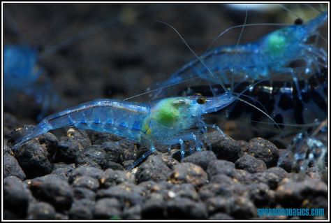 Blue Velvet Shrimp, Shrimp Photography Ocean, Electric Blue Tarantula, Aquarium Room, Crystal Red Shrimp, Blue Shrimp Tank, Aquarium Shrimp, Arthropods, Aquascaping