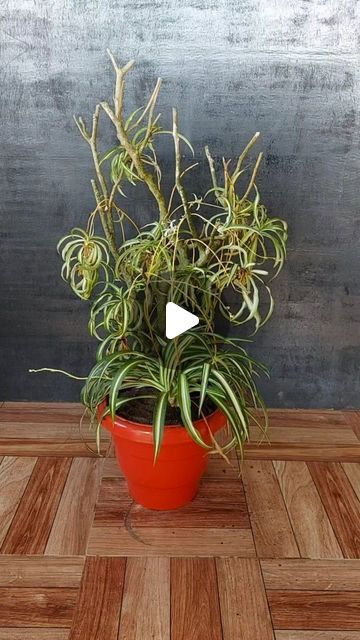 Sona Lepcha on Instagram: "Silken Spaces: Creative Spider Plant Display Ideas for Any Room!" Spider Plants Indoor Display, Spider Plant Decor, Indoor Plant Display Ideas, Spider Plant Indoor, Spider Plant Babies, Indoor Plant Display, Plant Display Ideas, Spider Plant, Plant Display