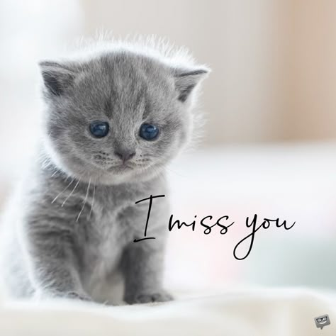 I miss you image with sad kitten. Missing You Images, I’m Thinking Of You, I Miss You My Love, I Really Miss You, Miss You Images Cute, Miss U Quotes, Missing Photo, I Miss You Cute, Cute Miss You